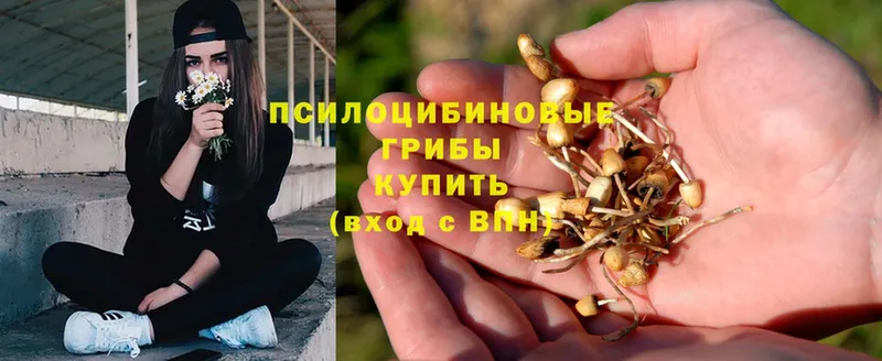 продажа наркотиков  Кизляр  МЕГА ТОР  Галлюциногенные грибы Psilocybe 